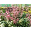 Heucherella 'Pink Fizz'