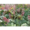 Heucherella 'Pink Fizz'
