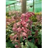 Heucherella 'Pink Fizz'