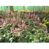 Heucherella 'Pink Fizz'