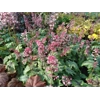 Heucherella 'Pink Fizz'