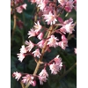 Heucherella 'Pink Fizz'