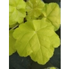 Heuchera 'World Cafe Romano'