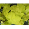 Heuchera 'World Cafe Romano'
