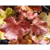 Heuchera World Caffe 'Americano'