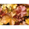 Heuchera World Caffe 'Americano'