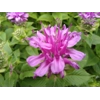 Monarda 'Bee Pretty'