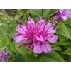 Monarda 'Bee Pretty'