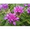 Monarda 'Bee Pretty'