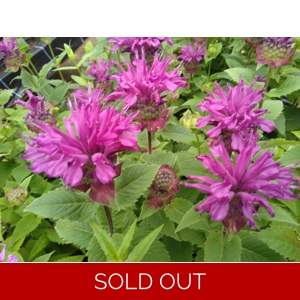 Monarda 'Bee-Pure'