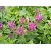 Monarda 'Bee Pretty'