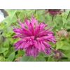 Monarda 'Bee-Pure'