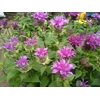 Monarda 'Bee Pretty'