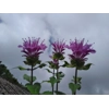 Monarda 'Bee Pretty'