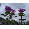 Monarda 'Bee-Pure'