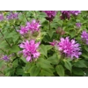 Monarda 'Bee Pretty'