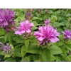 Monarda 'Bee Pretty'
