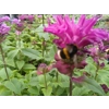 Monarda 'Bee-Pure'