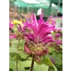 Monarda 'Bee-Pure'