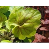 Heuchera 'Northern Exposure Sienna'