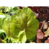 Heuchera 'Northern Exposure Sienna'