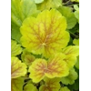 Heuchera 'Northern Exposure Sienna'