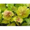 Heuchera 'Northern Exposure Sienna'