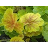 Heuchera 'Northern Exposure Sienna'