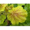 Heuchera 'Northern Exposure Sienna'