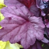 Heuchera 'Pink Panther'