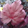 Heuchera 'Pink Panther'