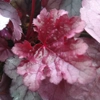 Heuchera 'Pink Panther'