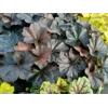 Heuchera 'Dark Magic'