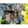 Heuchera 'Dark Magic'