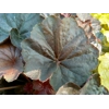Heuchera 'Dark Magic'