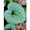 Brunnera macrophylla 'Sterling Silver'