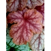 Heucherella 'Peach Tea'