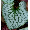 Brunnera macrophylla 'Sterling Silver'