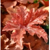 Heucherella 'Hopscotch'
