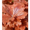 Heucherella 'Hopscotch'