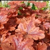 Heucherella 'Hopscotch'