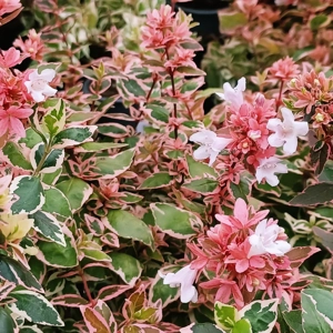 Abelia ' Magic Daydream'