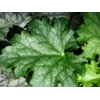 Heuchera 'Apple Crisp'