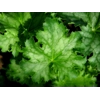 Heuchera 'Apple Crisp'