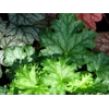Heuchera 'Apple Crisp'
