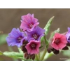 Collection of 6 mixed Pulmonarias