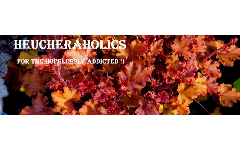 Heuchera 'Peach Crisp'