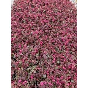 Loropetalum chinensis 'Firedance'