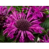 Monarda 'Bee-Pure'