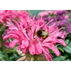 Monarda  'Bubblegum Blast'  Sugar Buzz Series